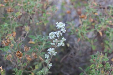 Flower, June. This photo is available under the Creative Commons CC-BY-NC 4.0.