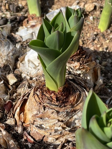 نسب المصنف - غير تجاري 4.0 دولي (CC BY-NC 4.0)- i naturalist.