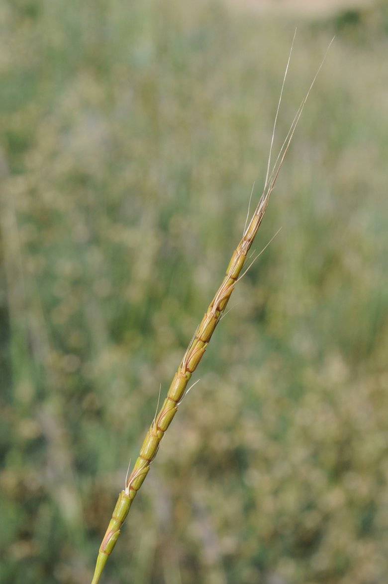 نسب المصنف - غير تجاري 4.0 دولي (CC BY-NC 4.0)- i naturalist.