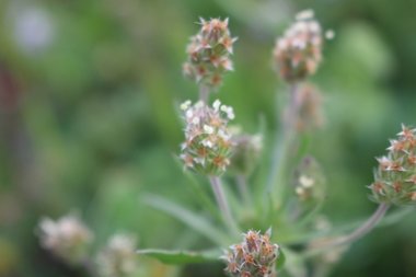 Flowers & Leaves, March. This photo is available under the Creative Commons CC-BY-NC 4.0 License.