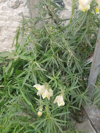 Flowers & Leaves, April. This photo is available under the Creative Commons CC-BY-NC 4.0 License.