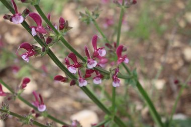 Flower, April. This photo is available under the Creative Commons CC-BY-NC 4.0.
