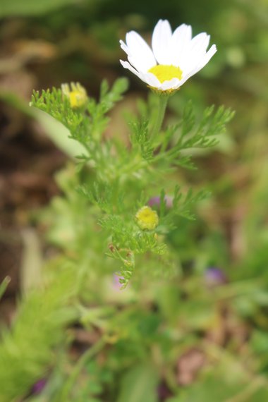 الأزهار، شهر نيسان. هذه الصورة مرخصة تحت المشاع الاٍبداعي نسب المصنف - غير تجاري 4.0