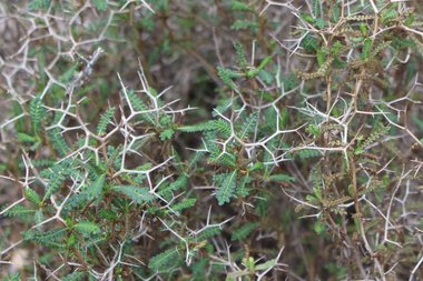 الأوراق، شهر كانون الأول. هذه الصورة مرخصة تحت المشاع الاٍبداعي نسب المصنف - غير تجاري 4.0