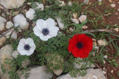 Flowers, February. This photo is available under the Creative Commons CC-BY-NC 4.0.