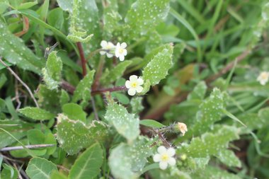 الأزهار والأوراق، شهر آذار. هذه الصورة مرخصة تحت المشاع الاٍبداعي نسب المصنف - غير تجاري 4.0