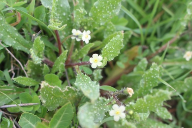 Flowers & Leaves, March. This photo is available under the Creative Commons CC-BY-NC 4.0 License.