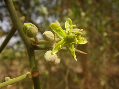 نسب المصنف - غير تجاري 4.0 دولي (CC BY-NC 4.0)- i naturalist.