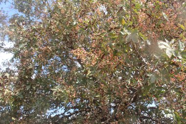 صورة عامة، شهر تشرين الأول. هذه الصورة مرخصة تحت المشاع الاٍبداعي نسب المصنف - غير تجاري 4.0