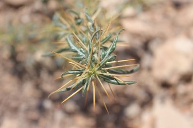 Leaves, July. This photo is available under the Creative Commons CC-BY-NC 4.0 License.