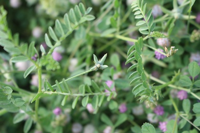 Fruits, April. This photo is available under the Creative Commons CC-BY-NC 4.0 License.