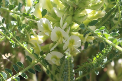 Flowers & Leaves, February. This photo is available under the Creative Commons CC-BY-NC 4.0 License.