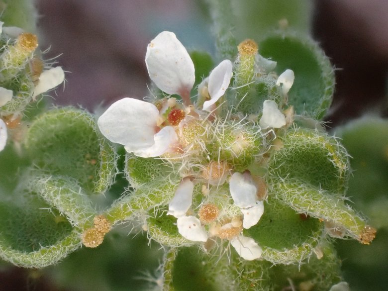 نسب المصنف - غير تجاري 4.0 دولي (CC BY-NC 4.0)- i naturalist.