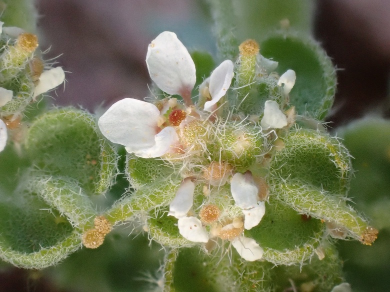 Via inaturalist. Licensed under Attribution-NonCommercial 4.0.International.