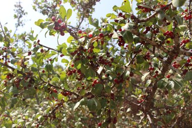 الثمار و الأوراق، شهر آب. هذه الصورة مرخصة تحت المشاع الاٍبداعي نسب المصنف - غير تجاري 4.0