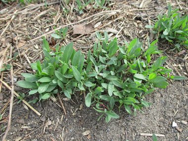 نسب المصنف - غير تجاري 4.0 دولي (CC BY-NC 4.0)- i naturalist.