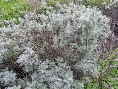 نسب المصنف - غير تجاري 4.0 دولي (CC BY-NC 4.0)- i naturalist.