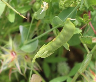 الثمرة، شهر نيسان. هذه الصورة مرخصة تحت المشاع الإبداعي نسب المصنف - غير تجاري 4.0 .