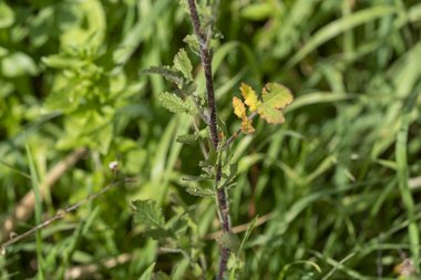 نسب المصنف - غير تجاري 4.0 دولي (CC BY-NC 4.0)- i naturalist.