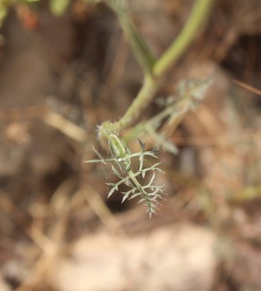 الأوراق، شهر حزيران. هذه الصورة مرخصة تحت المشاع الاٍبداعي نسب المصنف - غير تجاري 4.0