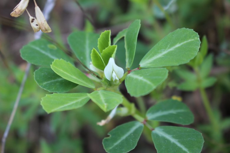 الأزهار و الأوراق، شهر آذار. هذه الصورة مرخصة تحت المشاع الاٍبداعي نسب المصنف - غير تجاري 4.0