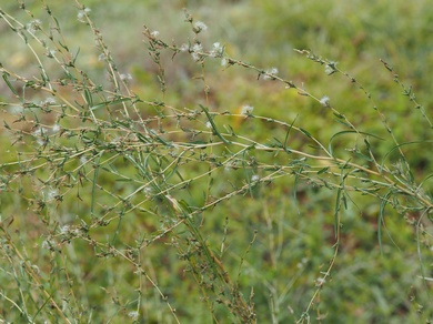 Via inaturalist. Licensed under Attribution-NonCommercial 4.0.International.