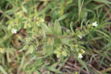 صورة عامة، شهر آذار. هذه الصورة مرخصة تحت المشاع الاٍبداعي نسب المصنف - غير تجاري 4.0