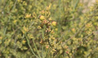 الثمار، شهر حزيران. هذه الصورة مرخصة تحت المشاع الاٍبداعي نسب المصنف - غير تجاري 4.0