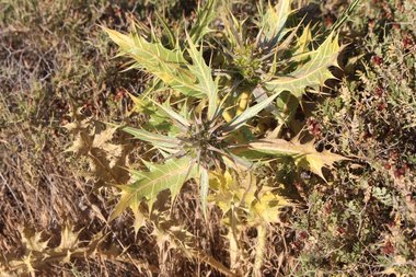 الأزهار والأوراق، شهر آذار. هذه الصورة مرخصة تحت المشاع الإبداعي نسب المصنف - غير تجاري 4.0