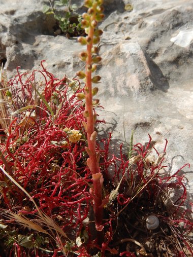 الأزهار، شهر نيسان. هذه الصورة مرخصة تحت المشاع الاٍبداعي نسب المصنف - غير تجاري 4.0