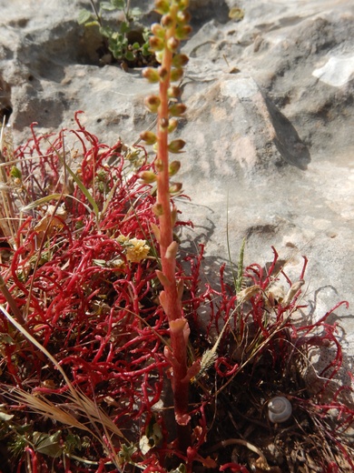 Flowers, April. This photo is available under the Creative Commons CC-BY-NC 4.0 License.