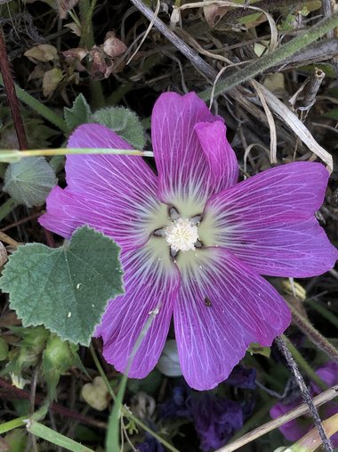 الزهرة، شهر أيار. هذه الصورة مرخصة تحت المشاع الاٍبداعي نسب المصنف - غير تجاري 4.0