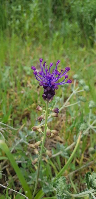 الزهرة، شهر نيسان. هذه الصورة مرخصة تحت المشاع الإبداعي نسب المصنف - غير تجاري 4.0