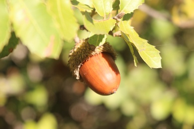 Acorns, December. This photo is available under the Creative Commons CC-BY-NC 4.0.