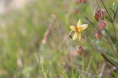 الأزهار، شهر آذار. هذه الصورة مرخصة تحت المشاع الاٍبداعي نسب المصنف - غير تجاري 4.0