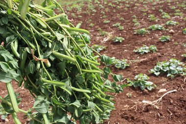 الثمرة، شهر نيسان. هذه الصورة مرخصة تحت المشاع الإبداعي نسب المصنف - غير تجاري 4.0