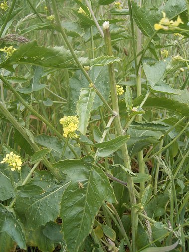 ويكيداتا. مرخص بموجب رخصة المشاع الإبداعي نسبة المصنف إِلى مؤلفه - المشاركة بالمثل 3.0 العامة.