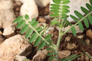 الزهرة و الأوراق، شهر آذار. هذه الصورة مرخصة تحت المشاع الإبداعي نسب المصنف - غير تجاري 4.0