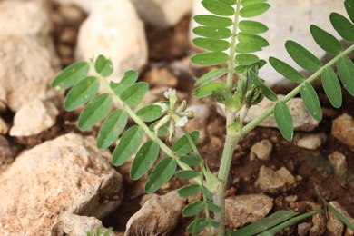 Flower & Leaves, March. This photo is available under the Creative Commons CC-BY-NC 4.0.
