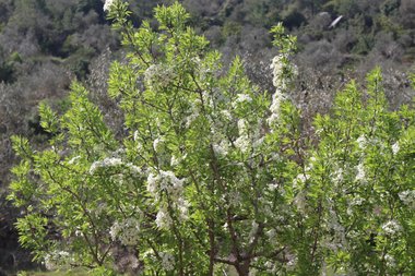 الأزهار و الأوراق، شهر آذار. هذه الصورة مرخصة تحت المشاع الاٍبداعي نسب المصنف - غير تجاري 4.0