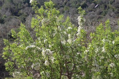 Flowers & Leaves, March. This photo is available under the Creative Commons CC-BY-NC 4.0.
