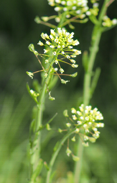 Via inaturalist. Licensed under Attribution-NonCommercial 4.0.International.