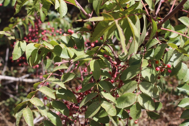 Leaves, March. This photo is available under the Creative Commons CC-BY-NC 4.0.
