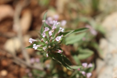 Flowers & Leaves, April. This photo is available under the Creative Commons CC-BY-NC 4.0 License.