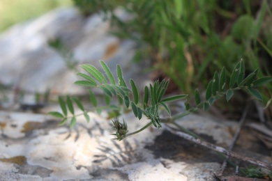 Leaves, April. This photo is available under the Creative Commons CC-BY-NC 4.0.