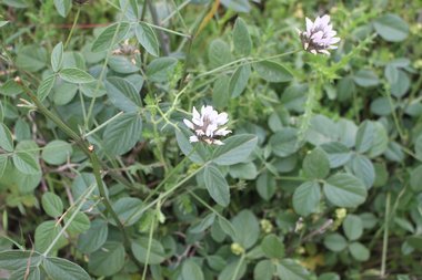 الزهرة، شهر نيسان. هذه الصورة مرخصة تحت المشاع الإبداعي نسب المصنف - غير تجاري 4.0