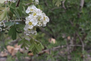 الأزهار، شهر نيسان. هذه الصورة مرخصة تحت المشاع الإبداعي نسب المصنف - غير تجاري 4.