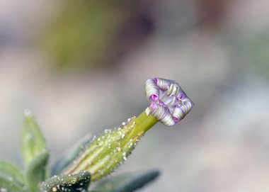 نسب المصنف - غير تجاري 4.0 دولي (CC BY-NC 4.0)- i naturalist.