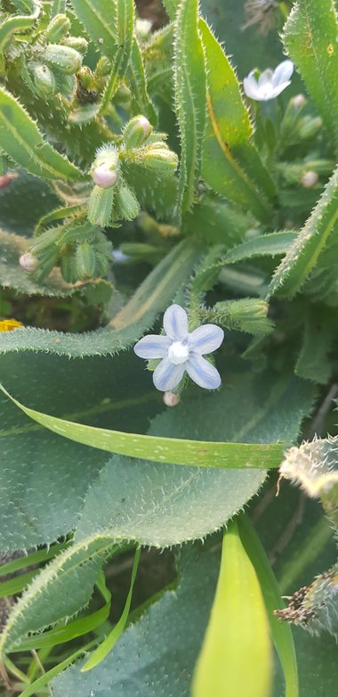 Flowers & Leaves, March. This photo is available under the Creative Commons CC-BY-NC 4.0 License.