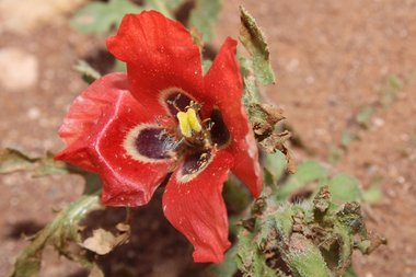 نسب المصنف - غير تجاري 4.0 دولي (CC BY-NC 4.0)- i naturalist.